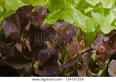 two different sorts of lettuce in the garden