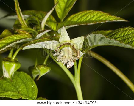 Flower on Red raspberry Rubus idaeus with bokeh background macro selective focus shallow DOF