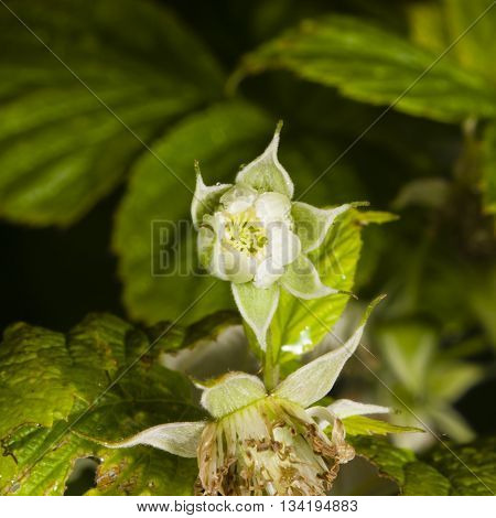 Flower on Red raspberry Rubus idaeus with bokeh background macro selective focus shallow DOF