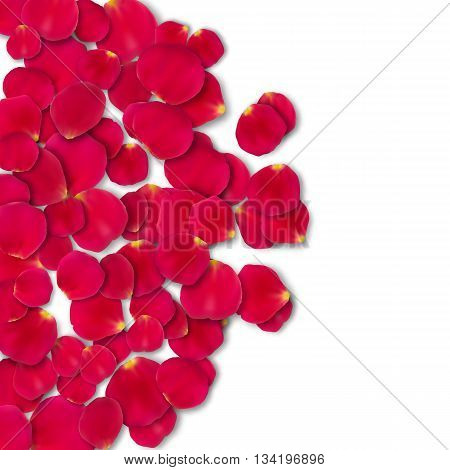 Vector bright roses petals lie. A lot of pink petals on white background. Nature view from above.