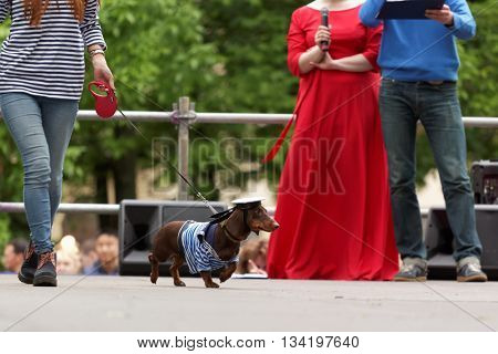 ST. PETERSBURG, RUSSIA - MAY 28, 2016: Woman with her dog in costume of seaman during Dachshund parade. The traditional festival is timed to the City day