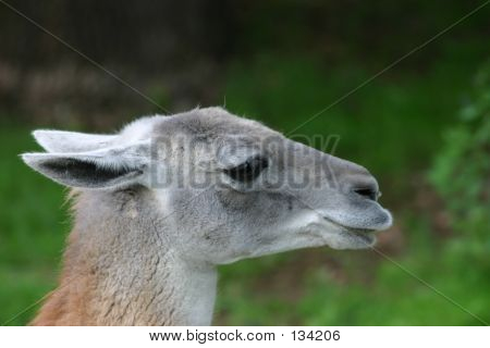 Guanaco