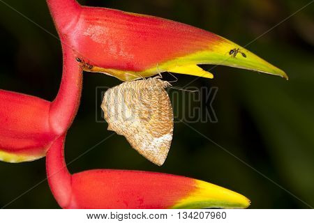 The Brown moth. The island of red flowers.