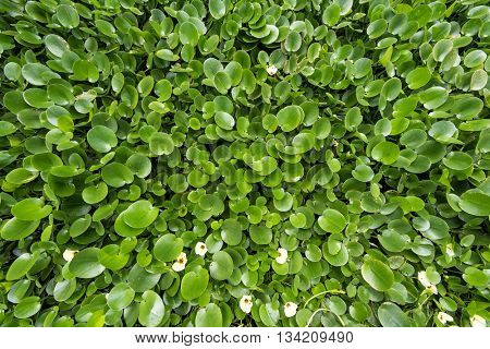 Water Hyacinth cover a pond
