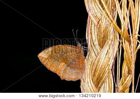 Macro of a Brown butterfly on a black background nature.