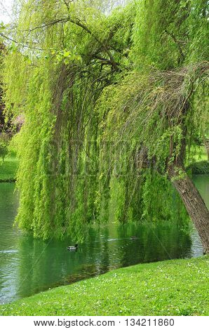 Poissy France - mai 2 2016 : the Meissonier park in spring