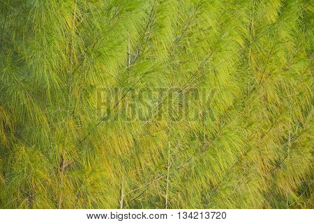 Full image of a coniferous trees in the forestBackground pine.