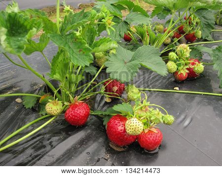 Bush of strawberry with red and green berries.