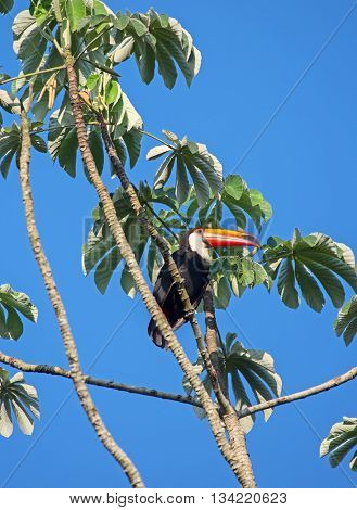 Colorful tucan in the wild