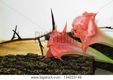 Pink brugmansia flowers near the wooden elements