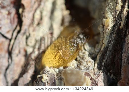 The Yellow Drop Of Resin On A Tree
