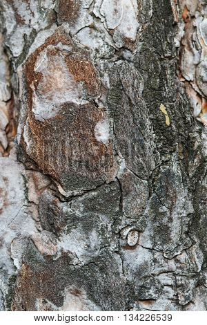Gray weathered cracked natural old tree bark pattern