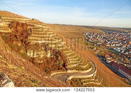 View over the vineyards (Hessigheimer Felsengaerten) town Hessigheim on the right