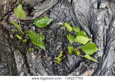 Gray weathered cracked natural old tree bark pattern with green leaves