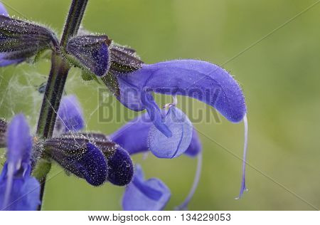 Meadow Clary - Salvia pratensis Rare grassland Flower
