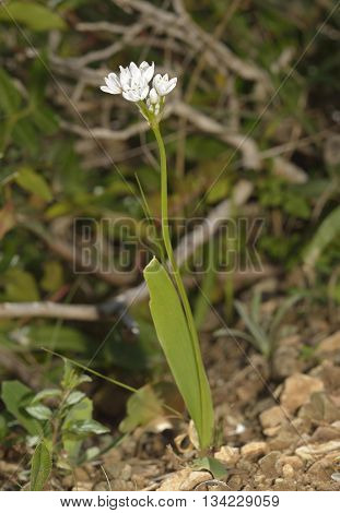 Naples Garlic - Allium neapolitanum
Wild Flower from Cyprus