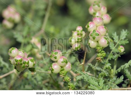 Spiny or Thorny Burnet - Sarcopoterium spinosum Showing Male & Female Flowers