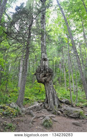 bizarre growth on a birch tree on the summer time