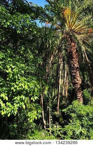Rayol Canadel sur Mer France - april 18 2016 : the estate Rayol garden in spring