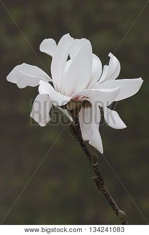Star magnolia flower (Magnolia stellata). Another scientific name is Magnolia kobus var. stellata
