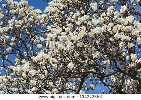Yulan magnolia (Magnolia denudata). Called Lilytree also. Another scientific name is Yulania denudata