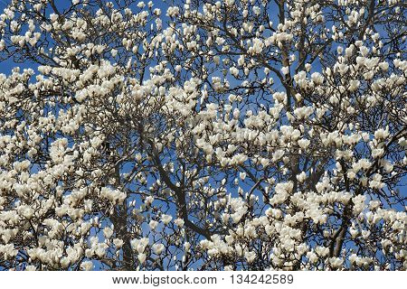 Yulan magnolia (Magnolia denudata). Called Lilytree also. Another scientific name is Yulania denudata