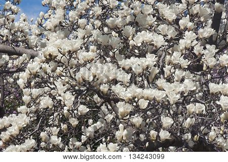 Yulan magnolia (Magnolia denudata). Called Lilytree also. Another scientific name is Yulania denudata