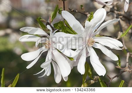Centennial star magnolia flowers (Magnolia stellata Centennial). Called Centennial Blush star magnolia also