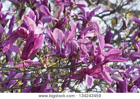 Girl hybrid magnolia Susan flowers (Magnolia x hybrid Susan). Hybrid between Magnolia liliflora Nigra and Magnolia stellata Rosea