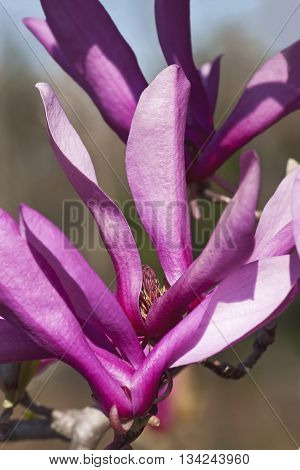 Girl hybrid magnolia Ann flower (Magnolia x hybrid Ann). Hybrid between Magnolia liliiflora and Magnolia stellata