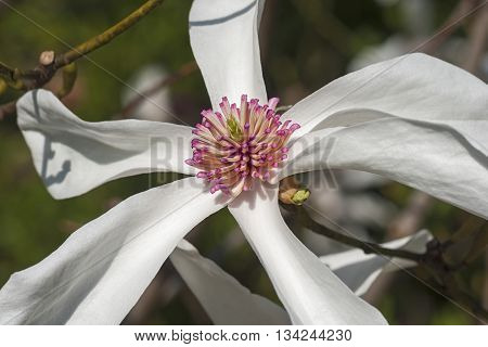 Lufer magnolia (Magnolia x kewensis Lufer). Close up image of flower