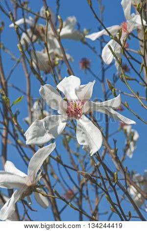 Lufer magnolia (Magnolia x kewensis Lufer). Image of several flowers