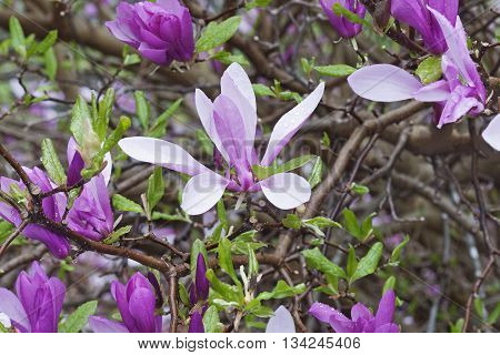 Girl hybrid magnolia Ann flowers (Magnolia x hybrid Ann). Hybrid between Magnolia liliiflora and Magnolia stellata