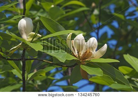 Sweetbay magnolia flowers (Magnolia virginiana). Called Sweetbay Laurel magnolia Swampbay Swamp magnolia Whitebay and Beaver tree also