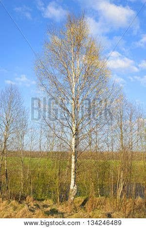 The photo of birch tree at sunny spring day.