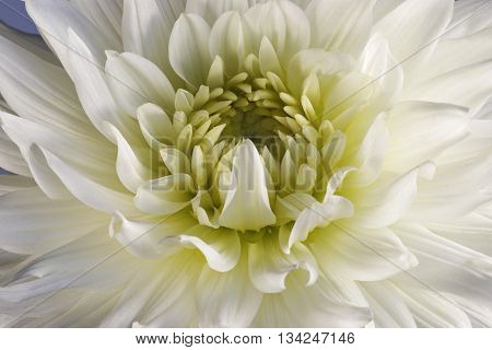 Dahlia flower (Dahlia x cultorum). Close up image of white flower