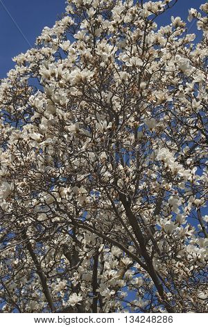 Yulan magnolia (Magnolia denudata). Called Lilytree also. Another scientific name is Yulania denudata