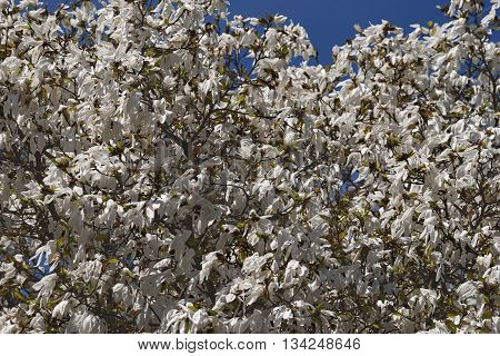 Wada's memory magnolia (Magnolia x kewensis Wada's Memory)