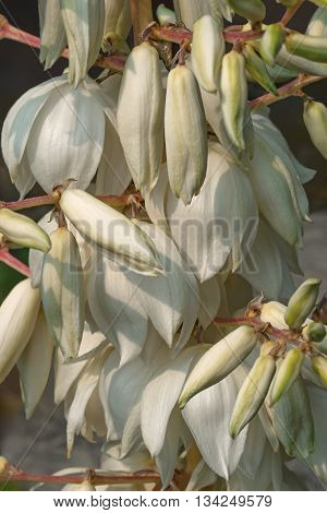 Common yucca (Yucca filamentosa). Called Adam's needle Spanish bayonet Bear-grass Needle-palm Silk-grass and Spoon-leaf yucca also. Image of multiple flowers