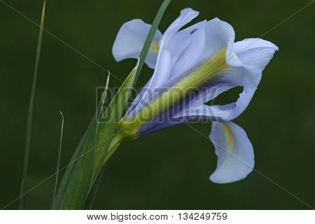 Dutch iris (Iris xiphium). Called Spanish iris also. Another scientific names are Iris lusitanica and Iris x hollandica. Lateral view of light blue flower