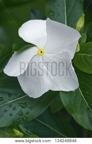 Madagscar periwinkle (Catharanthus roseus). Called Rosy periwinkle and Vinca also. Close up image of white flower