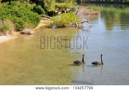 Two black swans on the lake in Skiathos