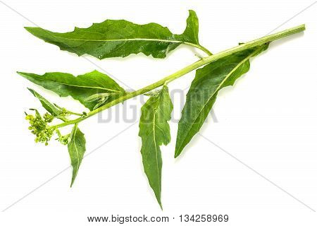 Medicinal plant Bunias orientalis (Turkish rocket hill mustard Turkish warty cabbage warty cabbage) on a white background. Used in herbal medicine cooking food for animals