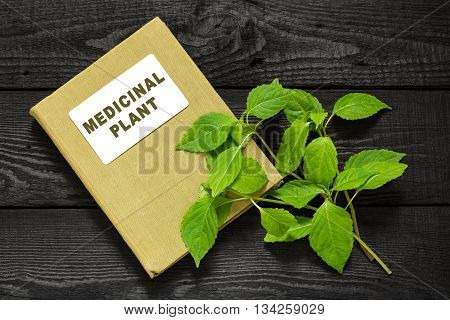 Medicinal plant Goutweed (Aegopodium) and herbalist handbook. Used in herbal medicine cooking bee plant