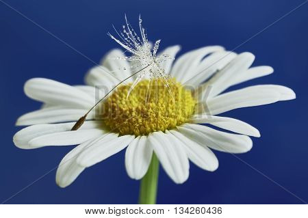 One daisy flowers and seed isolated on blue background
