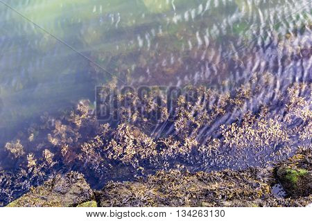 Seaweed in the shallows along South Boston shoreline
