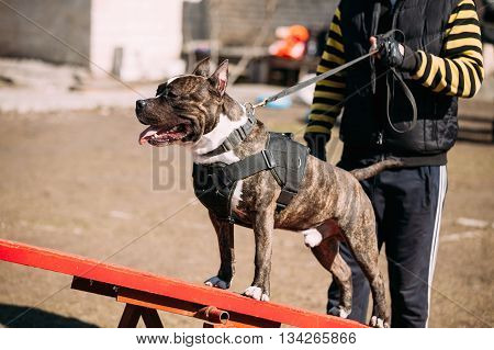 Dog American Staffordshire Terrier On Training Outdoor.