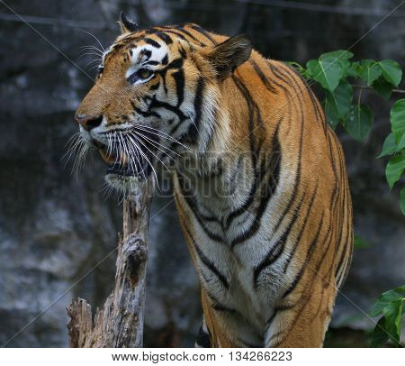 This is a male Bengal Tiger at the Songkhla Zoo, Thailand
