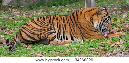 This is a male Bengal Tiger eating raw meat at the Songkhla Zoo, Thailand