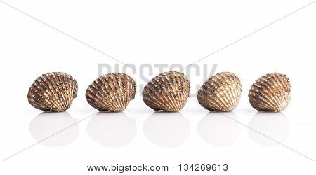 Raw Blood Cockle Isolated On White Background